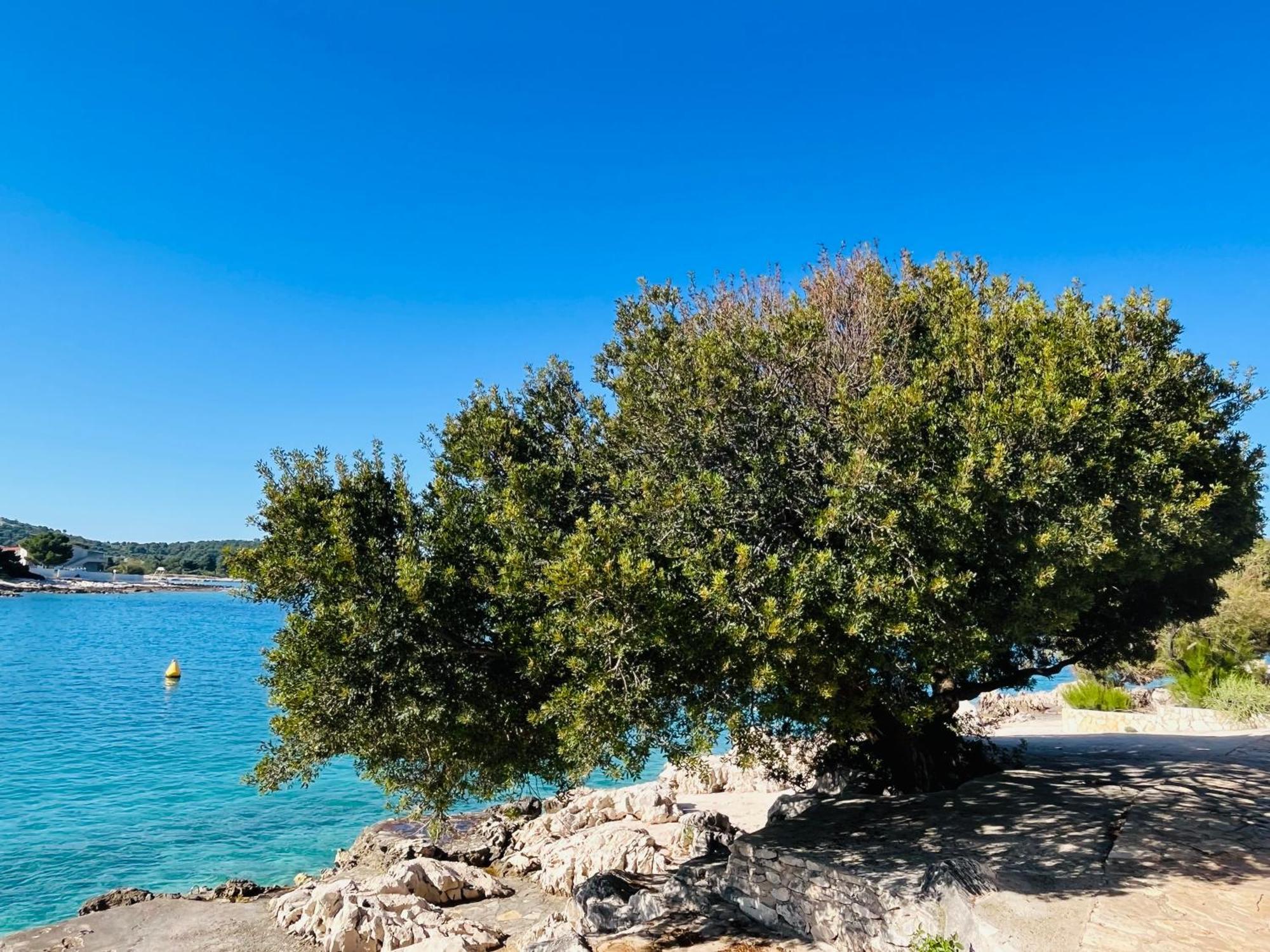 Apartmani Mate Rogoznica  Kültér fotó